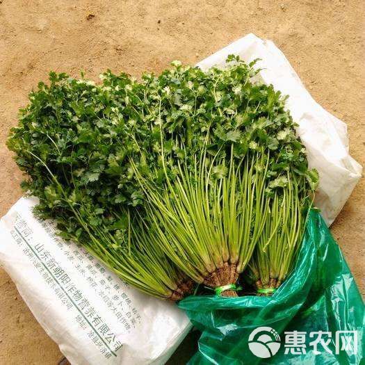 安丘香菜最新价格，市场走势、种植技巧与案例分析深度解析